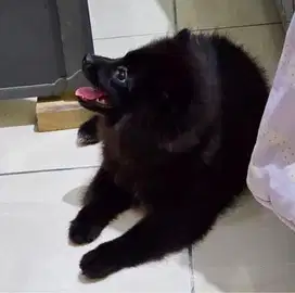 anjing pomeranian hitam