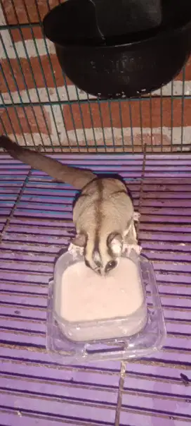 Di jual 2 sugar glider jenis caramel