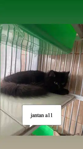 Kucing persia jantan