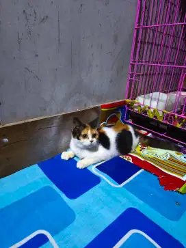 Kucing BSH Calico