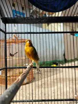 Burung kenari gacor dan kandang