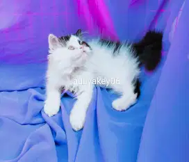 Lepas adopsi Anak kucing Persia kitten Persia di Palembang