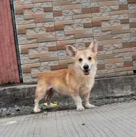 Anjing welsh corgy