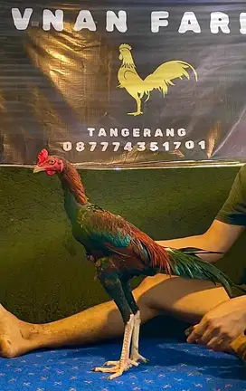 Ayam pamangon Antilock