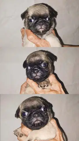 Jual anjing puppy pug fawn dan hitam