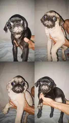 Jual anjing puppy pug fawn dan hitam