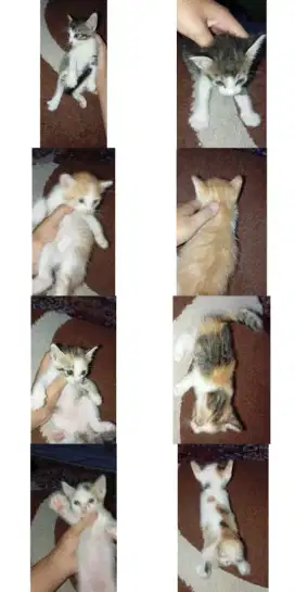 Kucing Anggora •2 jantan •2betina