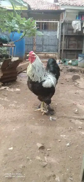 Ayam brahma jago