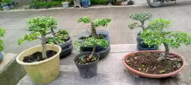 Bonsai serut borongan