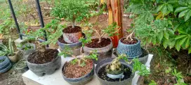 Bonsai sancang borongan