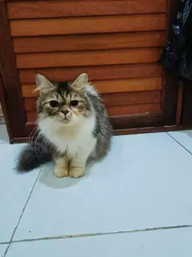 Kucing kitten jinak bulu bagus induk peaknose dn norwegia persia cod