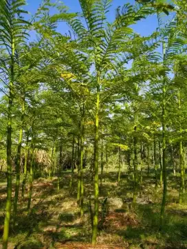 Pohon pakis brazil