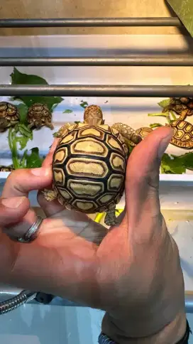 Kura kura darat baby pardalis sulcata indian star