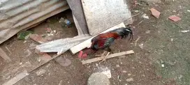 Jual ayam kampung borongan