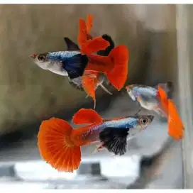 Ikan perpasang Guppy PRTDE Platinum Red Tail Dumbo Ear