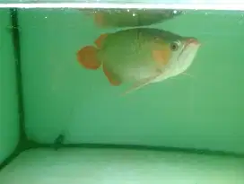 Super red arwana arowana SR