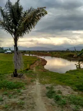 Tanah Kebun dan Peternakan Luas 6Ha