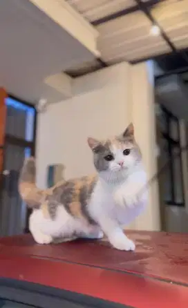 British Shorthair Calico Dilute Import