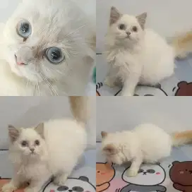 Kucing Himalaya Red Point Blue Eyes