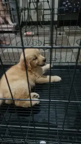 Golden Retriever Longhair