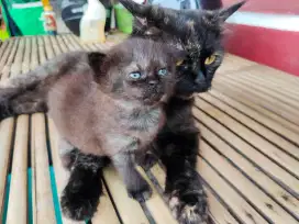 Kucing persia induk plus anaknya