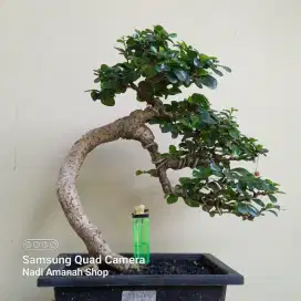 Bonsai Hokianti Buah Siap Pajang