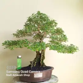 Bonsai Seribu Bintang