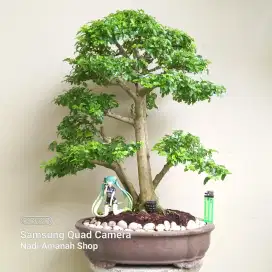 Bonsai Legistrum Golden