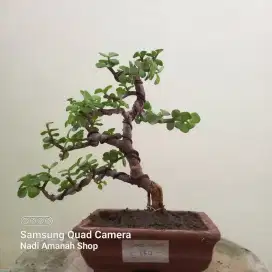 Bonsai Jade Plant