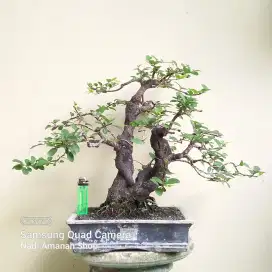 Bonsai Mustam Siap Pajang