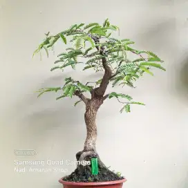 Bonsai Asem Jawa Besar