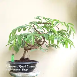 Bonsai Asem Jawa Meliuk