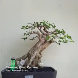 Bonsai Delima Batu