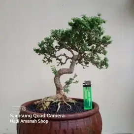 Bonsai Saeng Simbur Super Mikro Thailand