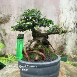 Bonsai Ulmus Mikro