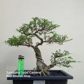 Bonsai Cendrawasih Siap Pajang