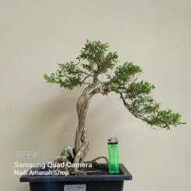 Bonsai Cendrawasih