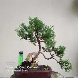 Bonsai Cemara Sinensis