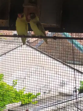 Burung lovebird sepasang