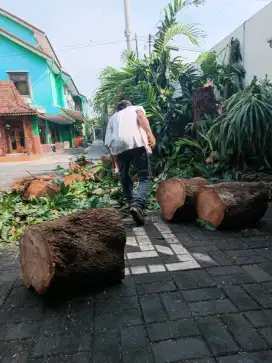 Tukang tebang pohon jogja