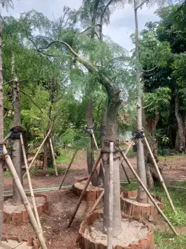 Pohon kelor afrika/moringga
