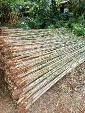 Tanaman hias pohon bambu jepang