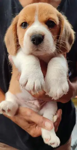 Beagle jantan tulang kokoh hidung pesek