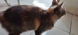 KUCING UNTUK PENEMAN HARIHARI MU.