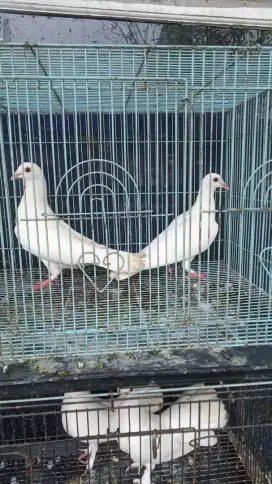 Merpati putih/hiasan rumah