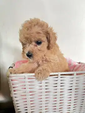 toy poodle apricot betina