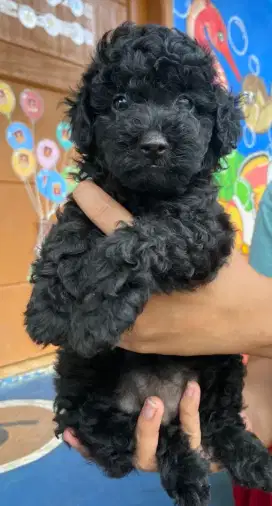 Anak anjing poodle mix (maltipo) betina