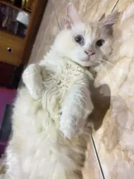 Open adopt kucing jantan sudah vaksin lengkap sudah steril