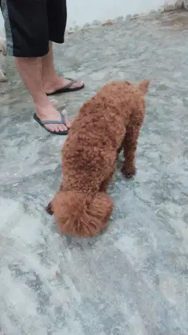 Anjing poodle jantan