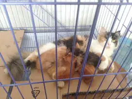 Anakan kucing persia, jual murah aja yg penting dirawat dengan baik